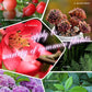 🔥2025 Heißer Verkauf 50%OFF 🌞 Home Gardening Universal Langzeitdünger in Tablettenform Organischer Dünger
