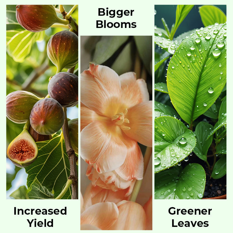 🌱 Blühende Pflanzen, ganz natürlich und mühelos – 🔔 Verbessern Sie sofort Ihre Pflanzen und sparen Sie 50 %! 🌱