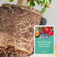 🌟1 kaufen 1 gratis💥 Langzaam vrijkomende organische meststof in stickvorm voor kamerplanten