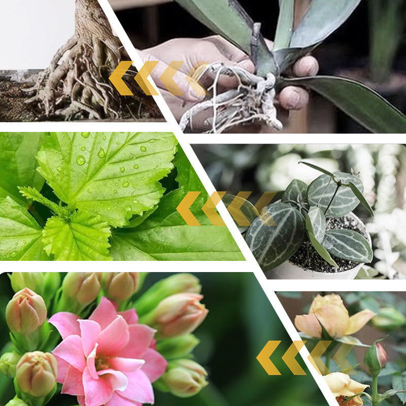 🔥2 KAUFEN 1 GRATIS-🌿Wasserlöslicher Blütendünger für Blumen🌼