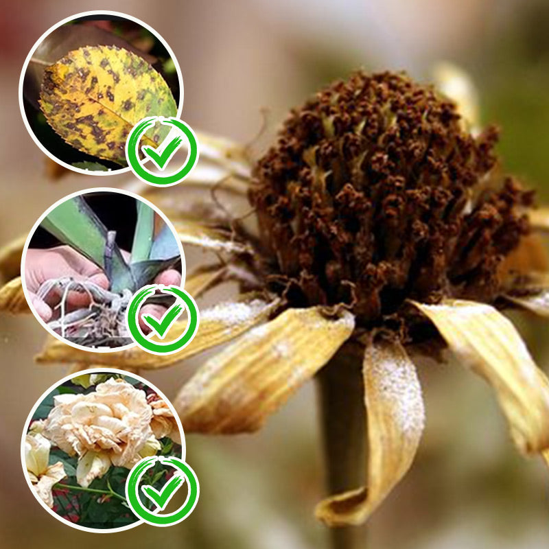 🔥2 KAUFEN 1 GRATIS-🌿Wasserlöslicher Blütendünger für Blumen🌼