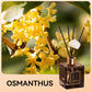🔥Heißer Verkauf🔥Lang anhaltender Duft für die Aromatherapie zu Hause